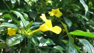 Doğal bir geçmişi olan Allamanda schottii. Allamanda brasiliensis, Allamanda Cathartica ve Allamanda Magnifica olarak da bilinir.