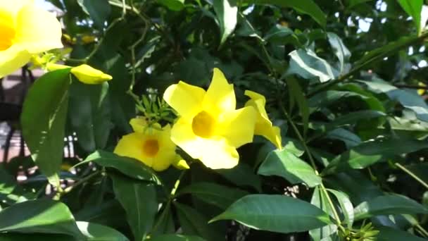 Allamanda Schottii Naturalnym Tłem Zwany Również Allamanda Brasiliensis Allamanda Cathartica — Wideo stockowe