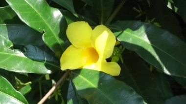 Doğal bir geçmişi olan Allamanda schottii. Allamanda brasiliensis, Allamanda Cathartica ve Allamanda Magnifica olarak da bilinir.