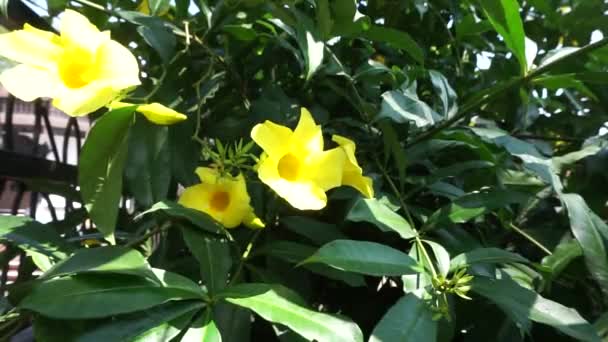 Allamanda Schottii Avec Fond Naturel Aussi Appelé Allamanda Brasiliensis Allamanda — Video