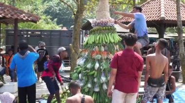 İnsanlar Sedekah bumi (Java Şükran Günü) için Sanggar sahilinde Tumpeng Sayur (sebze konisi) yapmak için sebze hazırlıyorlar.