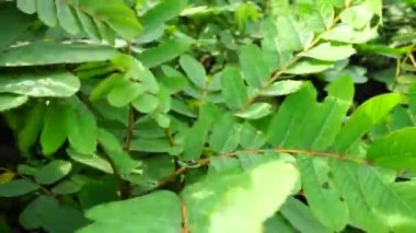 Senna alata (Senna alata, Caesalpinioideae, imparatorun şamdanları). Mantar ve diğer mantar enfeksiyonlarını tedavi etmek için kullanılır.