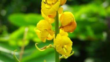 Senna alata (Senna alata, Caesalpinioideae, imparatorun şamdanları). Mantar ve diğer mantar enfeksiyonlarını tedavi etmek için kullanılır.