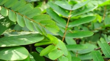 Senna alata (Senna alata, Caesalpinioideae, imparatorun şamdanları). Mantar ve diğer mantar enfeksiyonlarını tedavi etmek için kullanılır.