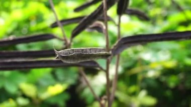 Senna alata (Senna alata, Caesalpinioideae, imparatorun şamdanları). Mantar ve diğer mantar enfeksiyonlarını tedavi etmek için kullanılır.