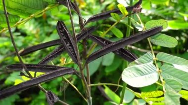 Senna alata (Senna alata, Caesalpinioideae, imparatorun şamdanları). Mantar ve diğer mantar enfeksiyonlarını tedavi etmek için kullanılır.
