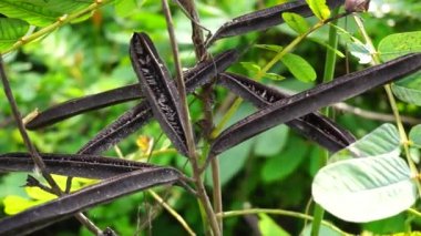 Senna alata (Senna alata, Caesalpinioideae, imparatorun şamdanları). Mantar ve diğer mantar enfeksiyonlarını tedavi etmek için kullanılır.