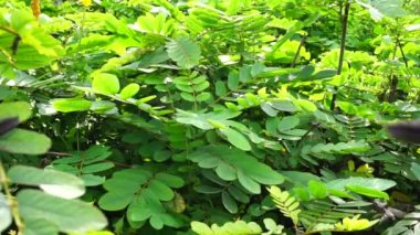 Senna alata (Senna alata, Caesalpinioideae, imparatorun şamdanları). Mantar ve diğer mantar enfeksiyonlarını tedavi etmek için kullanılır.