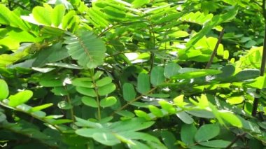 Senna alata (Senna alata, Caesalpinioideae, imparatorun şamdanları). Mantar ve diğer mantar enfeksiyonlarını tedavi etmek için kullanılır.