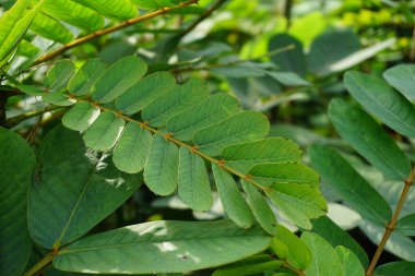 Senna alata (Senna alata, Caesalpinioideae, imparatorun şamdanları). Mantar ve diğer mantar enfeksiyonlarını tedavi etmek için kullanılır.