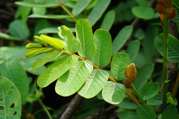 Senna Alata Senna Alata Caesalpinioideae Castiçais Imperador Uso Para Tratar — Fotografia de Stock