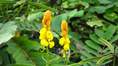Senna alata (Senna alata, Caesalpinioideae, imparatorun şamdanları). Mantar ve diğer mantar enfeksiyonlarını tedavi etmek için kullanılır.