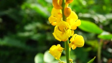 Senna alata (Senna alata, Caesalpinioideae, imparatorun şamdanları). Mantar ve diğer mantar enfeksiyonlarını tedavi etmek için kullanılır.