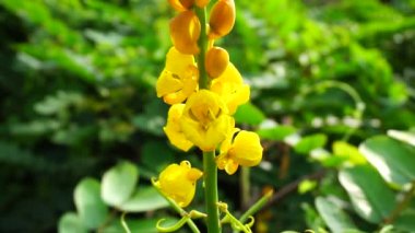 Senna alata (Senna alata, Caesalpinioideae, imparatorun şamdanları). Mantar ve diğer mantar enfeksiyonlarını tedavi etmek için kullanılır.