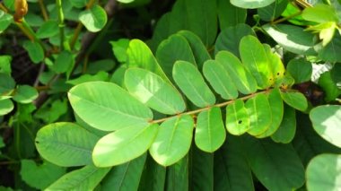 Senna alata (Senna alata, Caesalpinioideae, imparatorun şamdanları). Mantar ve diğer mantar enfeksiyonlarını tedavi etmek için kullanılır.
