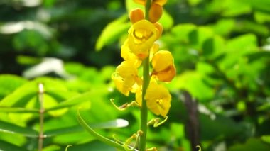 Senna alata (Senna alata, Caesalpinioideae, imparatorun şamdanları). Mantar ve diğer mantar enfeksiyonlarını tedavi etmek için kullanılır.