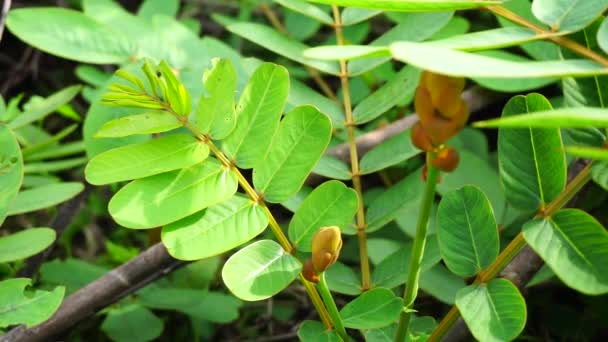 Senna Alata Senna Alata Caesalpinioideae Imparatorun Şamdanları Mantar Diğer Mantar — Stok video