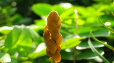 Senna alata (Senna alata, Caesalpinioideae, imparatorun şamdanları). Mantar ve diğer mantar enfeksiyonlarını tedavi etmek için kullanılır.