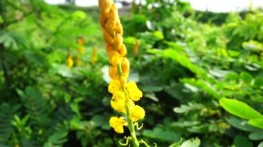 Senna alata (Senna alata, Caesalpinioideae, imparatorun şamdanları). Mantar ve diğer mantar enfeksiyonlarını tedavi etmek için kullanılır.