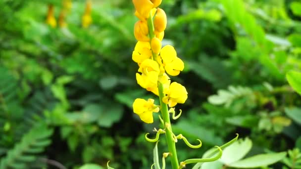 Senna Alata Senna Alata Caesalpinioideae Císařské Svícny Použití Léčbě Plísňových — Stock video