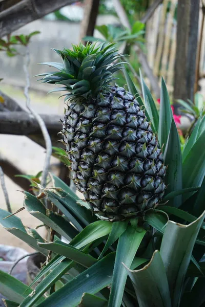 Young Pineapple Ananas Comosus Natural Background Exotic Tropical Fruit — Stock Photo, Image