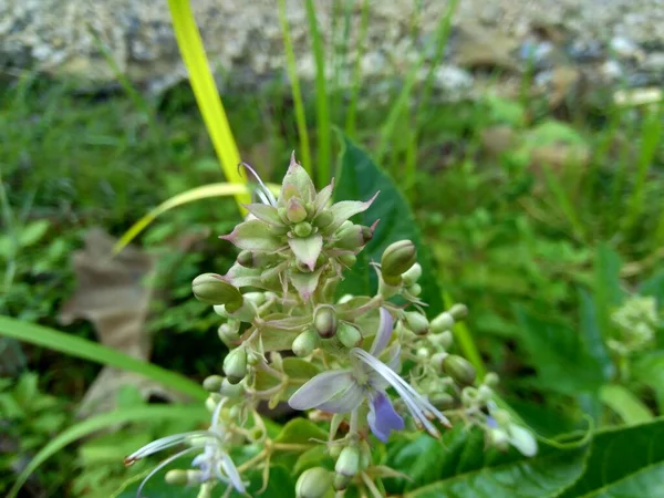 Lupinus Diffusus Kwiat Naturalnym Tłem — Zdjęcie stockowe