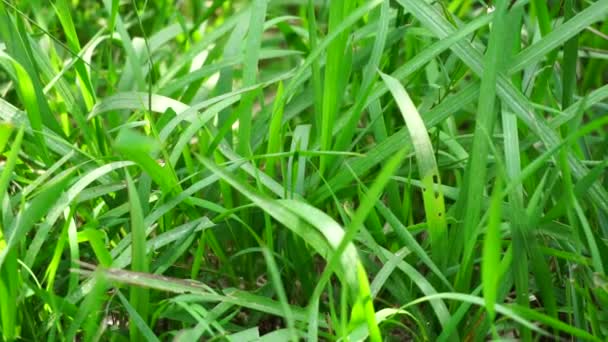 Cogon Grass Natural Background — Stock Video