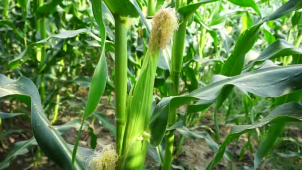 Jonge Maïs Boom Met Een Natuurlijke Achtergrond — Stockvideo
