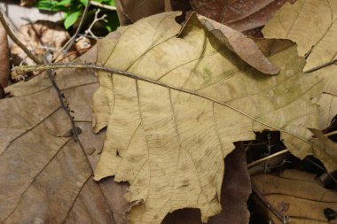 Doğal bir arka planı olan meşe ağacını kapat