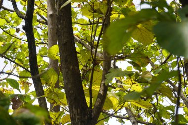 Doğal bir arka planı olan meşe ağacını kapat