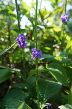 Stachytarpheta jamaicensis, doğal bir geçmişi var. Ayrıca mavi porterweed, mavi yılan otu ve piç mine çiçeği de denir.