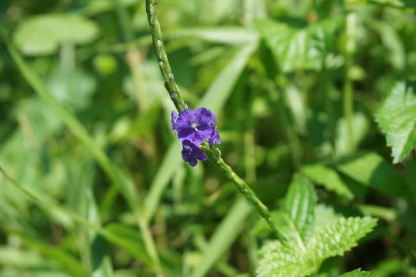 Stachytarpheta Jamaicensis Mit Natürlichem Hintergrund Auch Als Blauer Tüpfelkraut Blauer — Stockfoto