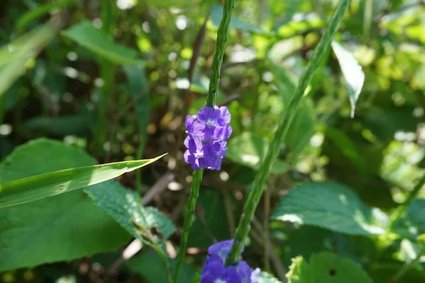 Stachytarpheta Jamaicensis Mit Natürlichem Hintergrund Auch Als Blauer Tüpfelkraut Blauer — Stockfoto