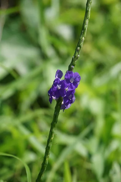 Stachytarpheta Jamaicensis Con Fondo Natural También Llama Marihuana Azul Hierba — Foto de Stock