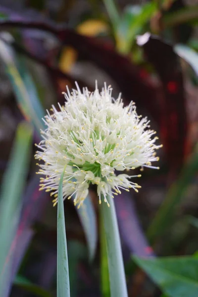 Jarní Cibulový Květ Přirozeným Pozadím Indonéský Tomu Říkají Bawang Prei — Stock fotografie