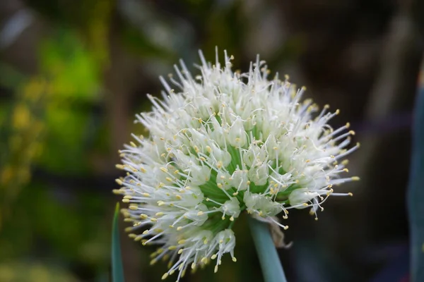 Floare Ceapă Primăvară Fundal Natural Indoneziană Numesc Bawang Prei Sau — Fotografie, imagine de stoc