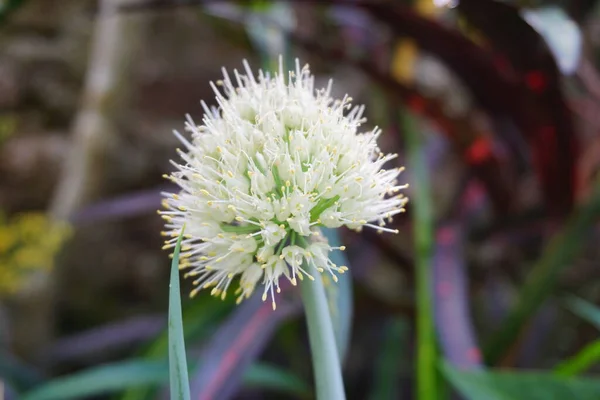 Flor Cebolla Primavera Con Fondo Natural Indonesio Llaman Bawang Prei —  Fotos de Stock