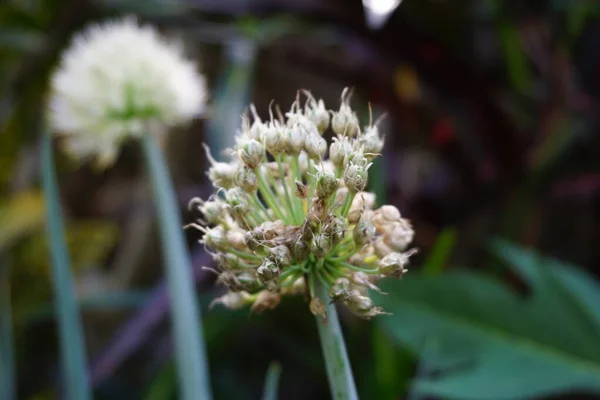 Jarní Cibulový Květ Přirozeným Pozadím Indonéský Tomu Říkají Bawang Prei — Stock fotografie