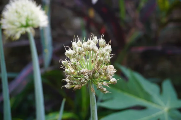 Primavera Flor Cebola Com Fundo Natural Indonésio Chamá Bawang Prei — Fotografia de Stock
