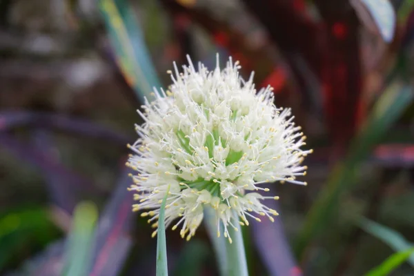 Fiore Cipolla Primaverile Con Sfondo Naturale Indonesiano Chiamarlo Bawang Prei — Foto Stock