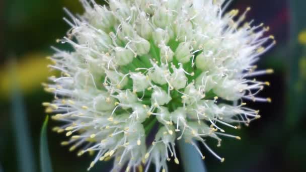 Spring Onion Flower Natural Background Indonesian Call Bawang Prei Daun — Stock Video