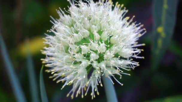 Frühlingszwiebelblume Mit Einem Natürlichen Hintergrund Indonesier Nennen Bawang Prei Oder — Stockvideo