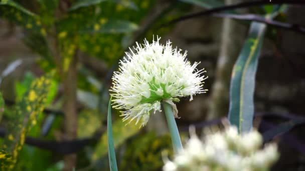Primavera Flor Cebola Com Fundo Natural Indonésio Chamá Bawang Prei — Vídeo de Stock