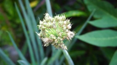 Doğal arka planı olan taze soğan çiçeği. Endonezyalılar buna Bawang Prei veya Daun Bawang der.