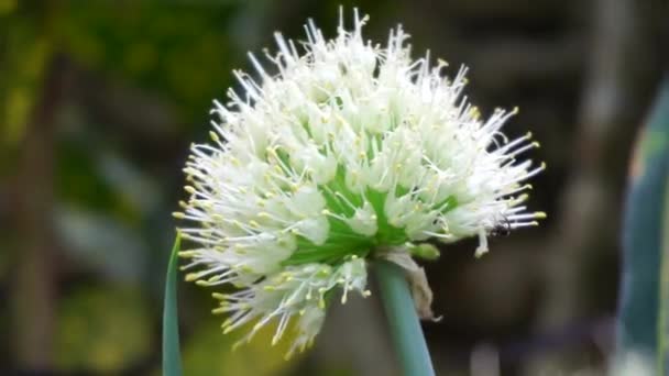 Fleur Oignon Printemps Avec Fond Naturel Indonésien Appellent Bawang Prei — Video