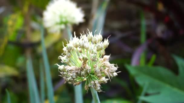 Primavera Flor Cebola Com Fundo Natural Indonésio Chamá Bawang Prei — Vídeo de Stock