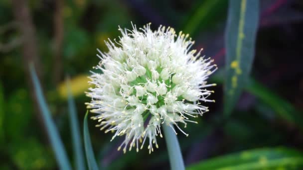 Floare Ceapă Primăvară Fundal Natural Indoneziană Numesc Bawang Prei Sau — Videoclip de stoc