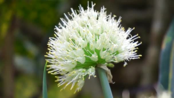 Wiosenny Kwiat Cebuli Naturalnym Tłem Indonezyjski Nazywają Bawang Prei Lub — Wideo stockowe