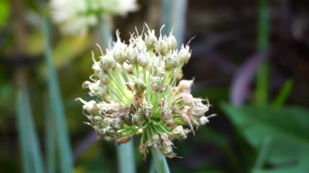 Primavera Flor Cebola Com Fundo Natural Indonésio Chamá Bawang Prei — Vídeo de Stock