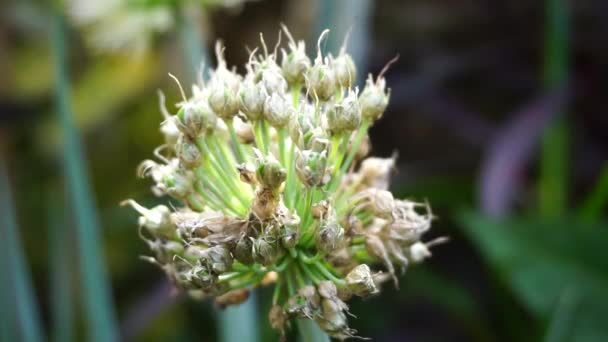 Primavera Flor Cebola Com Fundo Natural Indonésio Chamá Bawang Prei — Vídeo de Stock
